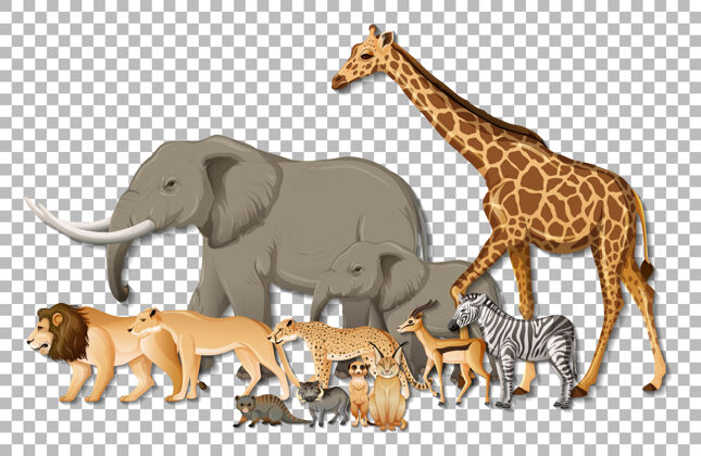 透明透明背景上的一群非洲野生动物捕食者动物园动物群