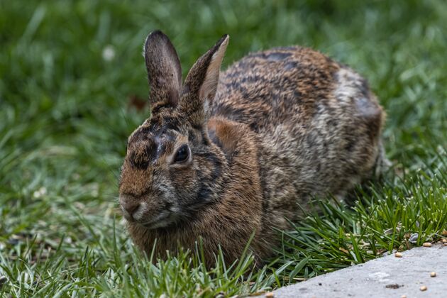 毛茸茸的一只可爱的棕色兔子坐在草地上的选择性聚焦镜头可爱尾巴毛茸茸的