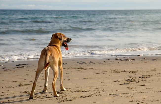 草地可爱的黑嘴狗站在沙滩上美丽的海洋在一个阳光明媚的日子狗家养可爱