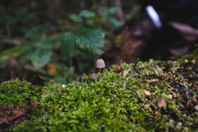 真菌特写真菌生长在苔藓上的木材在阳光下有机树叶森林