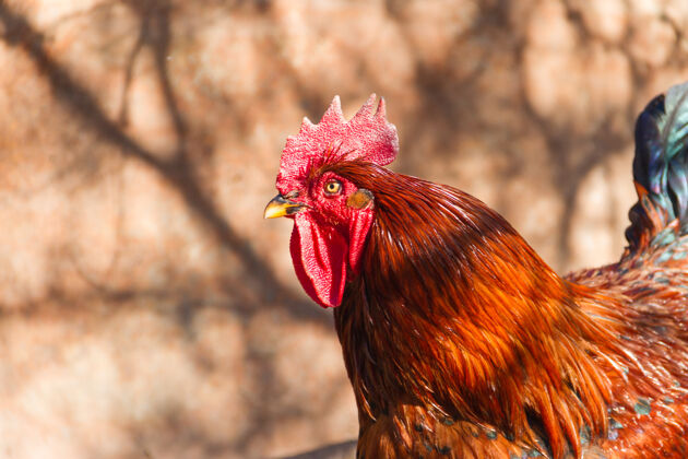农村农场鸡笼里的公鸡的选择性聚焦镜头农田家庭村庄