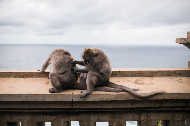 天空印度尼西亚巴厘岛乌鲁瓦图神庙的猴子们眼镜海洋哺乳动物