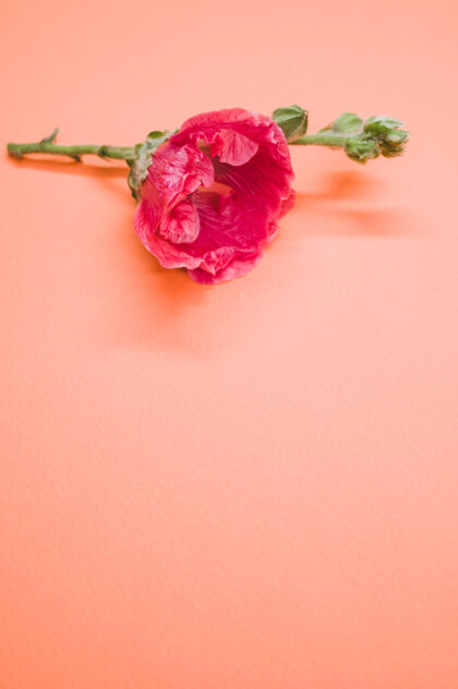 角一个粉红色康乃馨花在一个小茎垂直拍摄 放在米色的表面高粉红色花