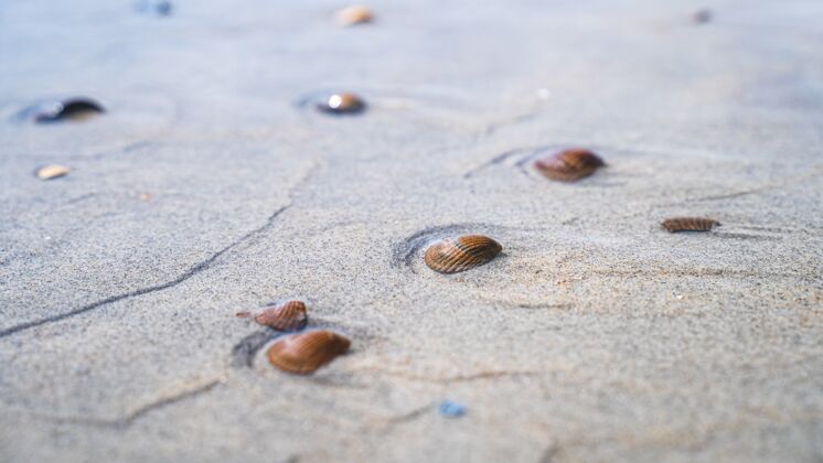 水高角度特写镜头的海贝在沙滩上与海附近热带海洋海滩