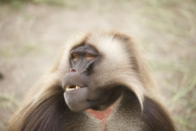 毛皮特写镜头的一个可爱的盖拉达猴子在模糊的背景有趣环境动物