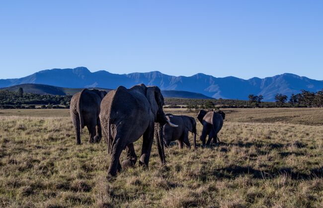环境白天 在阳光和蓝天下 大象在群山环绕的田野里行走非洲散步大