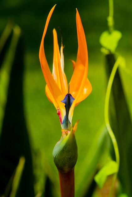 抽象垂直拍摄的一种花叫天堂鸟美鸟花瓣
