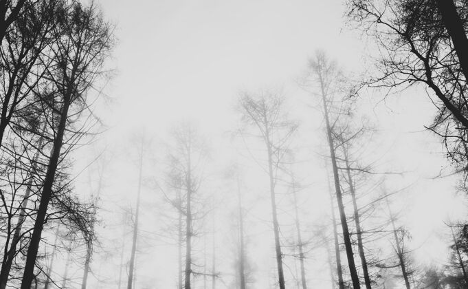 景色雾气弥漫的森林景色自然灰度季节