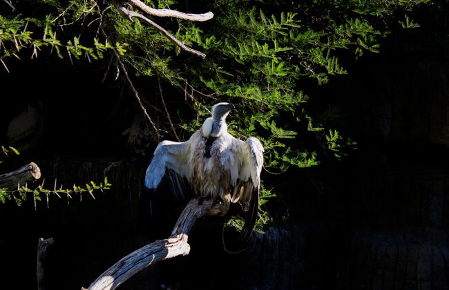 飞行一只白秃鹫坐在树凳上的镜头巢穴动物头