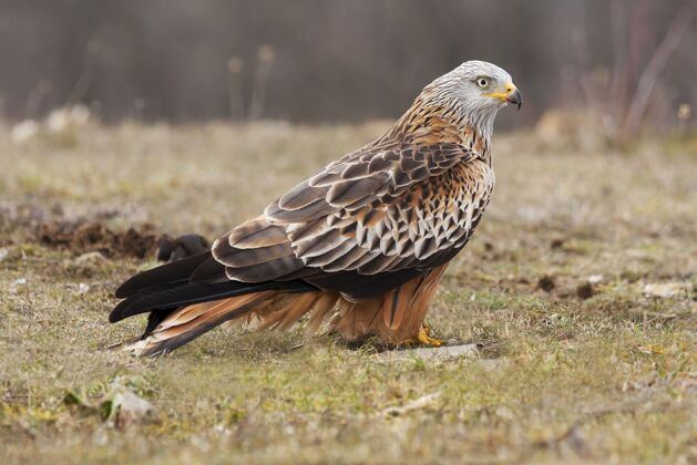 羽毛一只雄伟而奇特的鹰在草地上的选择性聚焦拍摄鹰翅膀猎物