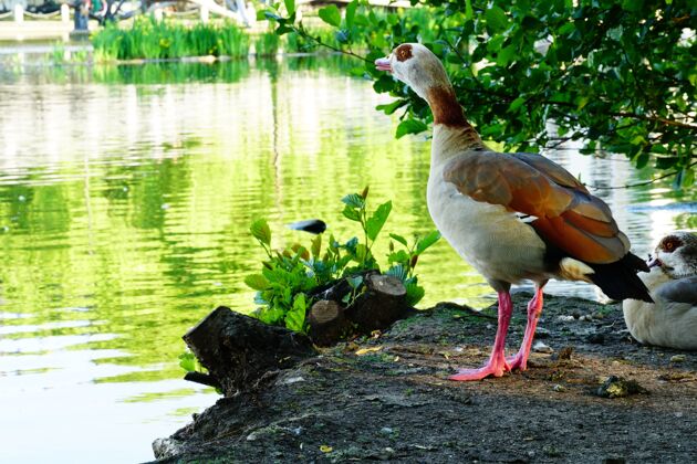 观鸟地上的埃及鹅被湖水环绕 树木倒映在水面上五颜六色鸭鹅