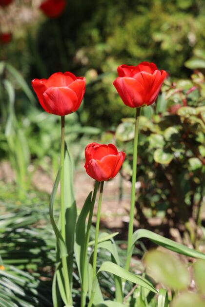 郁金香花园里美丽的红色郁金香的垂直镜头生长活力花