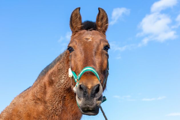 头一匹棕色的马在白天的阳光下看摄像机的低角度镜头品种肖像母马