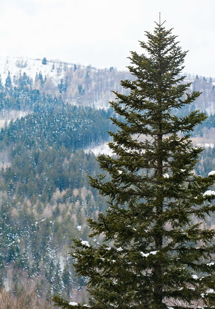 单意大利阿贝顿旅游胜地的云杉覆盖着白雪景观寒冷树