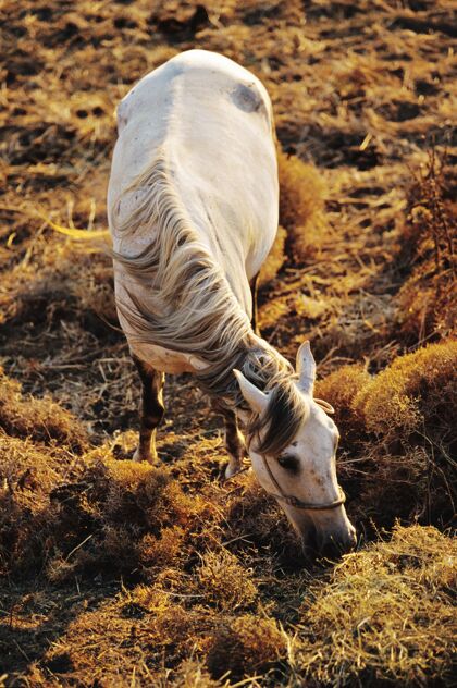 特写一匹白马在草地上吃草的垂直镜头放牧草地母马