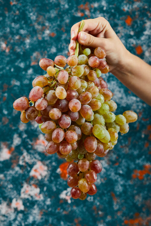 季节拿着一束红葡萄在蓝色的背景上高质量的照片自然成熟水果