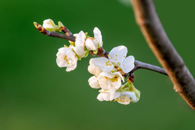 自然特写镜头的树枝与白色的花朵绽放在模糊的自然背景树花瓣花