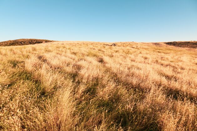 棕色干燥的大草原和晴朗的天空-完美的背景景观农作物阳光