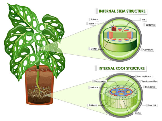 交通工具显示茎和根结构的图表显微镜环境教育