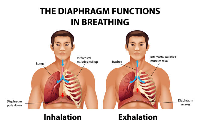 医学隔膜在呼吸中起作用肺病理学科学