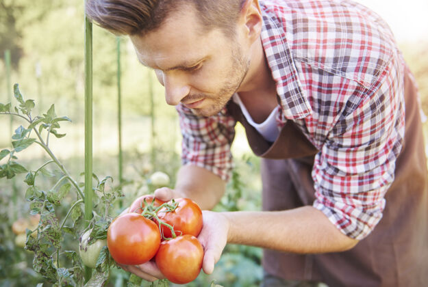 番茄特写这个男人在看他的番茄头有机花园口味