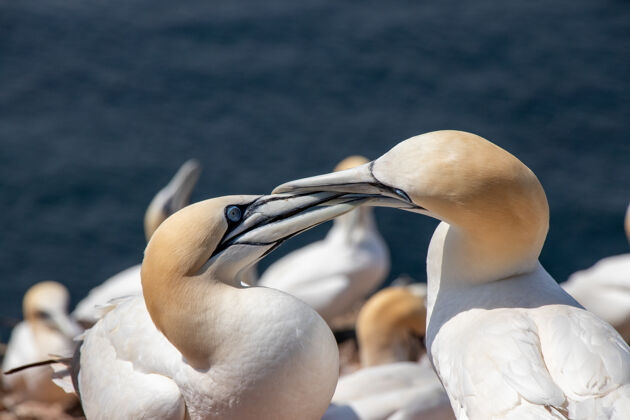 家庭两只北方塘鹅接吻的特写镜头年轻男性野生动物