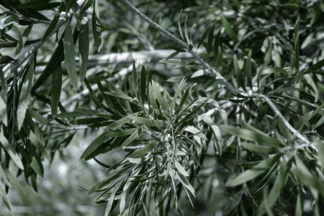 花园天然橄榄树叶叶子季节园艺