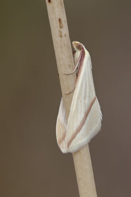生物垂直特写镜头的甲蛾科栖息在草地上蝴蝶动物学动物