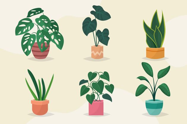平面设计有机平面室内植物系列绿化室内植物分类