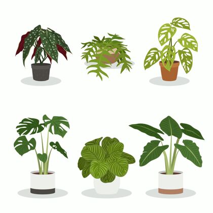 室内植物有机平面室内植物系列收集平面设计室内植物收集