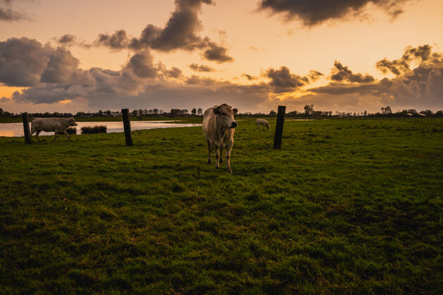 日落荷兰泽兰乡村田野上美丽的奶牛照片动物家庭式乡村