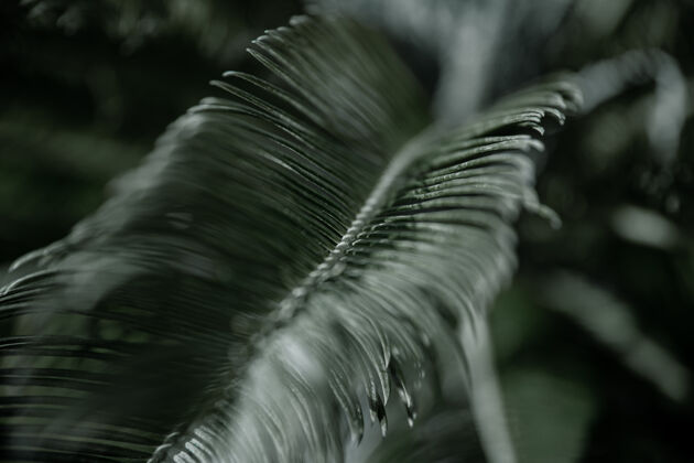 特写热带棕榈树枝 叶子有纹理炎热气候下的植被概念叶异国情调花