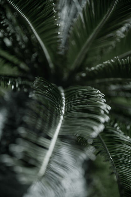 雨林热带棕榈树枝 叶子有纹理炎热气候下的植被概念异国情调植物学自然