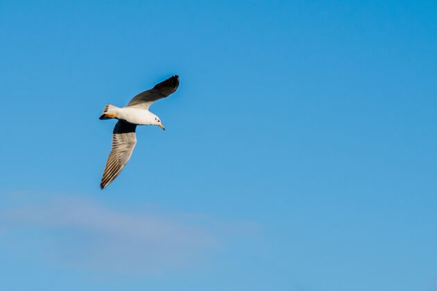 喙低角度拍摄的海鸥在美丽的蓝天飞行捕捉在马耳他海鸥翅膀野生动物