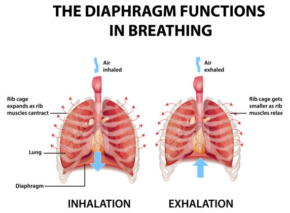 解剖学隔膜在呼吸中起作用生理学健康图表
