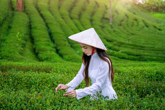 花园在茶园里穿着越南传统文化的亚洲女人女性穿女士