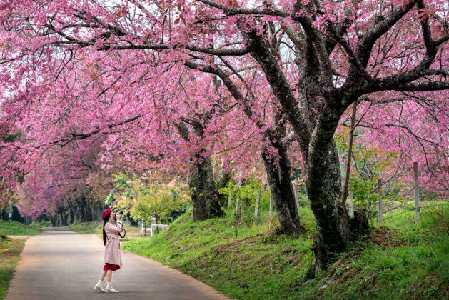 年轻游客在春天的粉红樱花上拍照留念季节树泰国