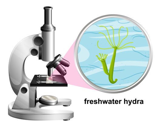 细胞白底淡水水螅解剖结构显微镜科学显微镜卡通