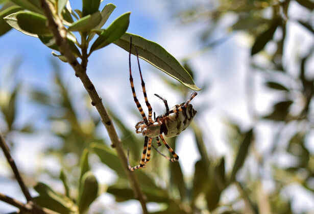 细节选择性聚焦拍摄橄榄枝上裂开的银蜘蛛昆虫叶子宏