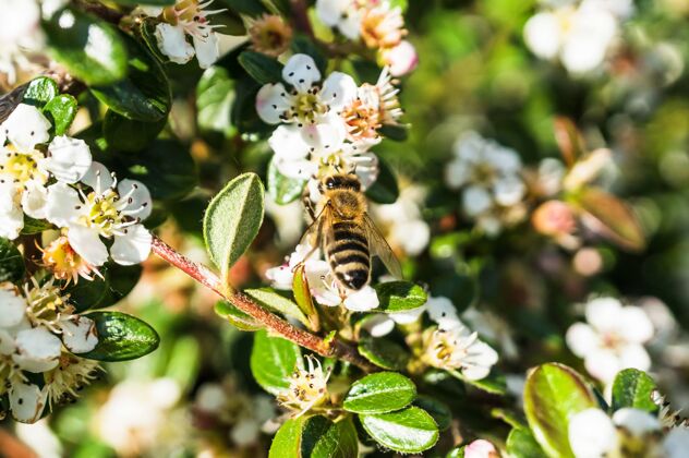 封闭一只蜜蜂的特写镜头出现在树枝上的花朵上开花树枝花园