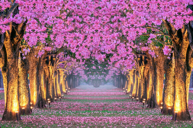 樱花一排排美丽的粉红色的花和树划船季节春天