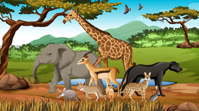 野生森林里的一群非洲野生动物收集长颈鹿天空