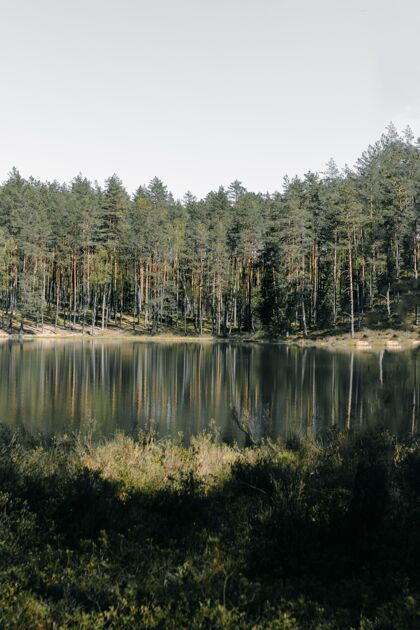 景观高高的树木在公园湖面上倒影的垂直镜头倒影树自然