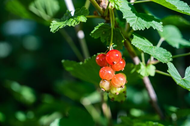 红醋栗阳光下田野树枝上的红醋栗特写花园森林水果