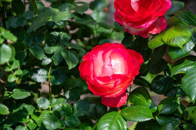 开花白天阳光下田野里被绿叶包围的红色花园玫瑰特写花瓣叶植物