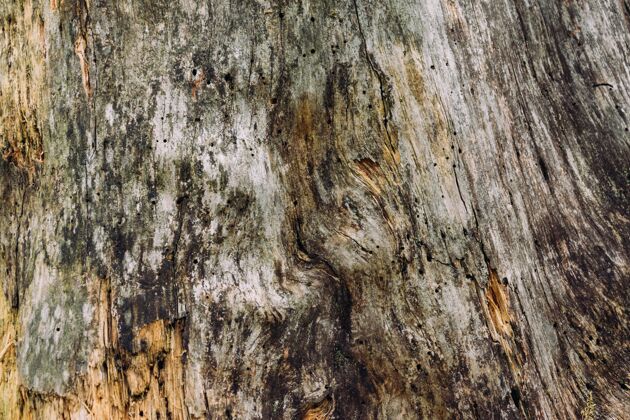 木材一棵树的木质纹理特写镜头建筑材料垃圾