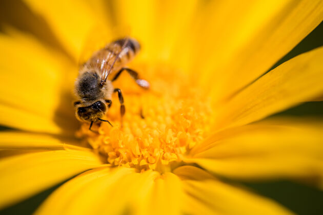 动物黄花上的黑黄蜂雏菊花蜜蜂