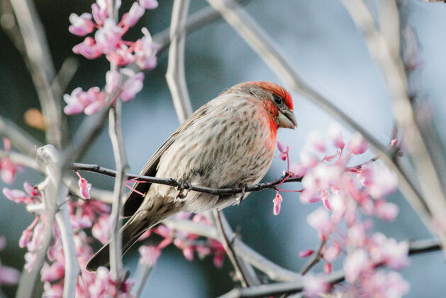 花粉红色花上的棕色和红色的鸟花瓣鸟雀