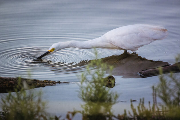 鸟白天在水上的白鸟苍鹭动物水禽