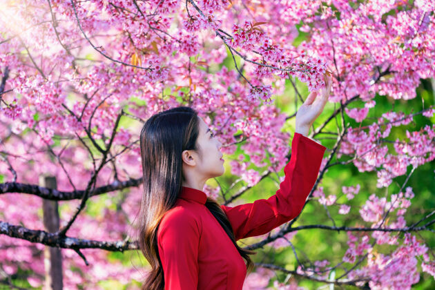 季节樱花园里穿着越南传统文化的女人樱花花樱花